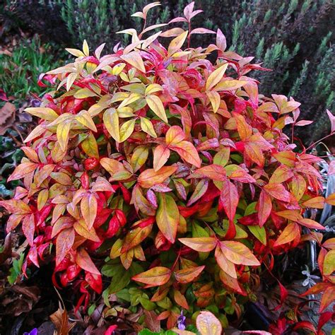 火焰南天竹|火焰南天竹 Nandina domestica Firepower植物智 [百科详情]